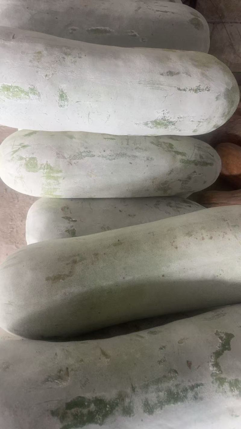 白冬瓜江苏产区直发保质保量供货价钱实惠