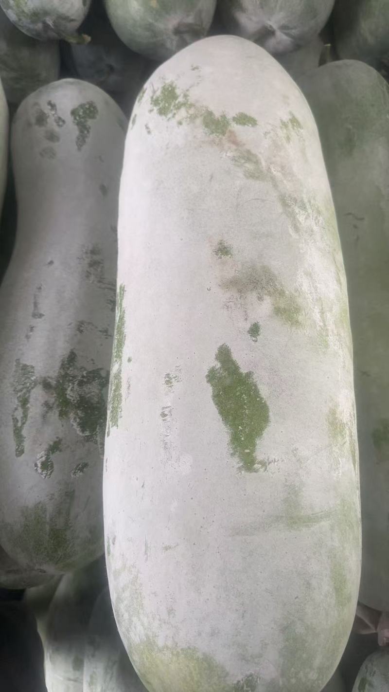 白冬瓜江苏产区直发保质保量供货价钱实惠