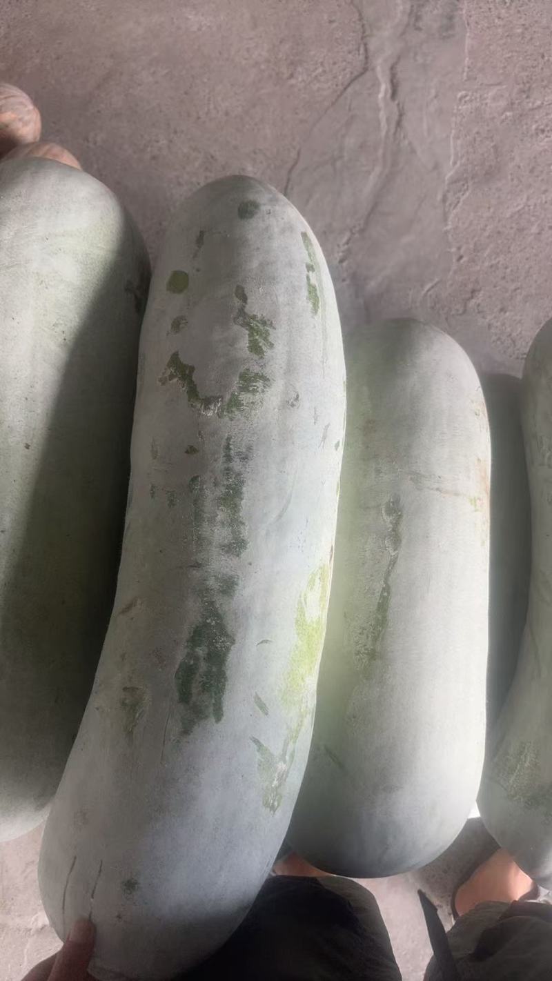 白冬瓜江苏产区直发保质保量供货价钱实惠