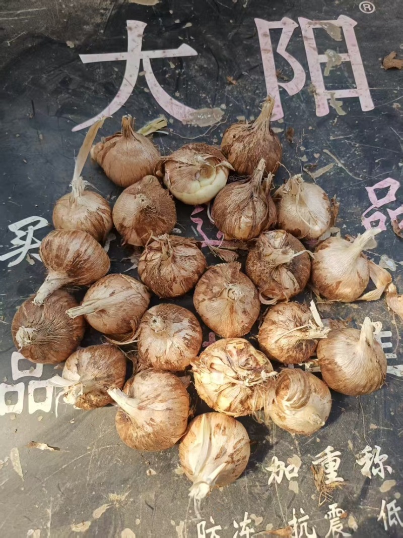 香雪兰种球产地直发一手货源提供技术支持全国发货