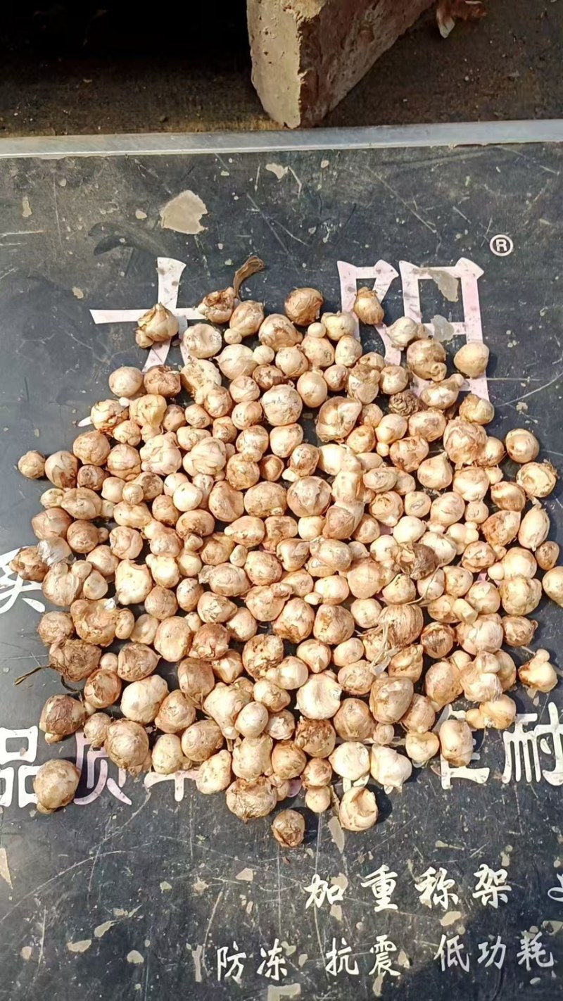 香雪兰种球产地直发一手货源提供技术支持全国发货