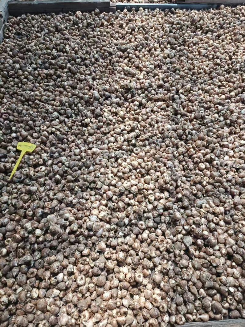 香雪兰种球产地直发一手货源提供技术支持全国发货