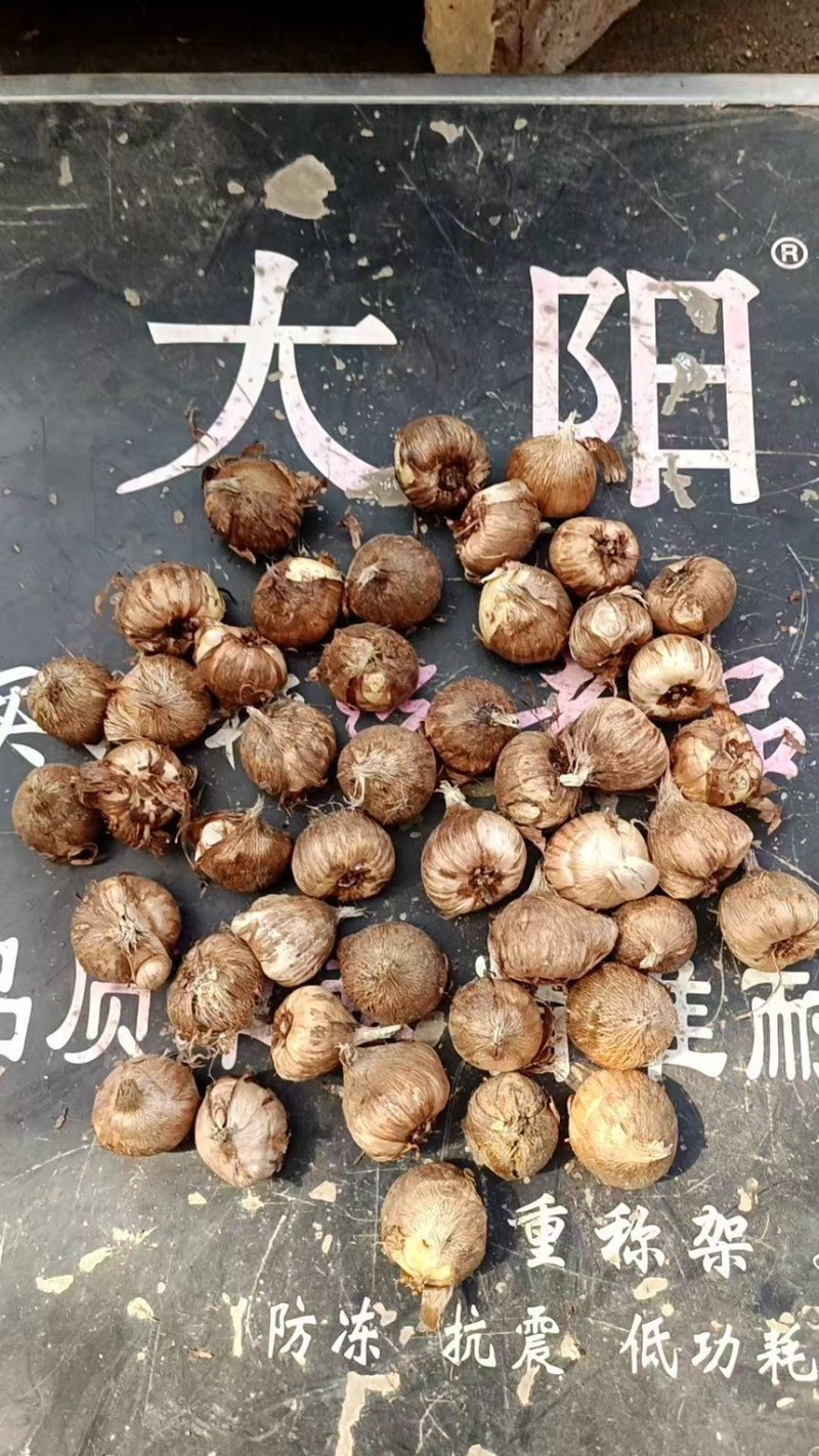 香雪兰种球产地直发一手货源提供技术支持全国发货