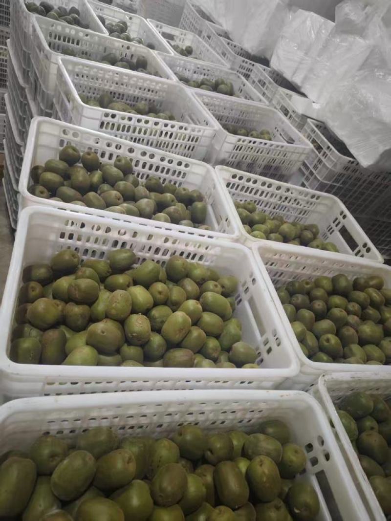 【量大优惠】四川蒲江红心猕猴桃品质保障对接全国批发电商