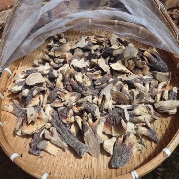 灵芝芽，基地直发，大量有货，欢迎各位老板咨询采购