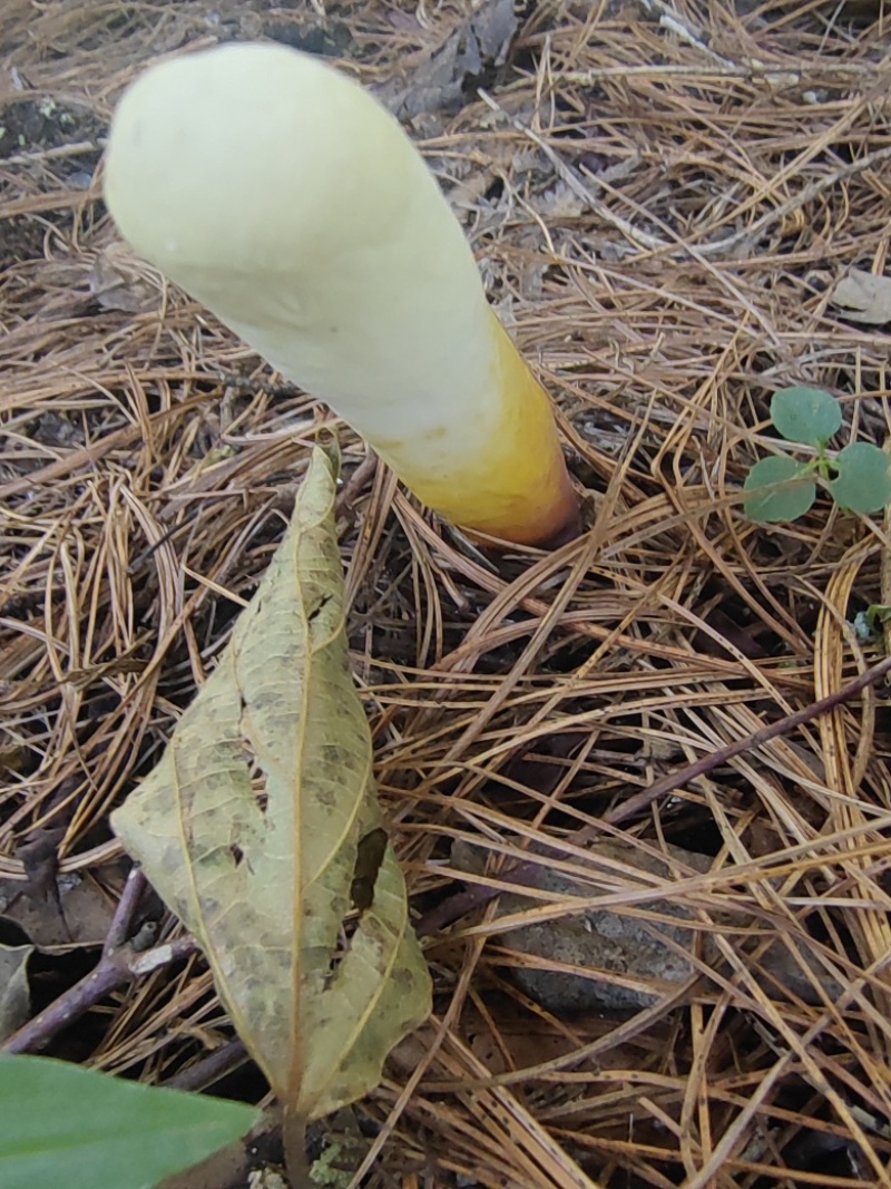 灵芝芽，基地直发，大量有货，欢迎各位老板咨询采购