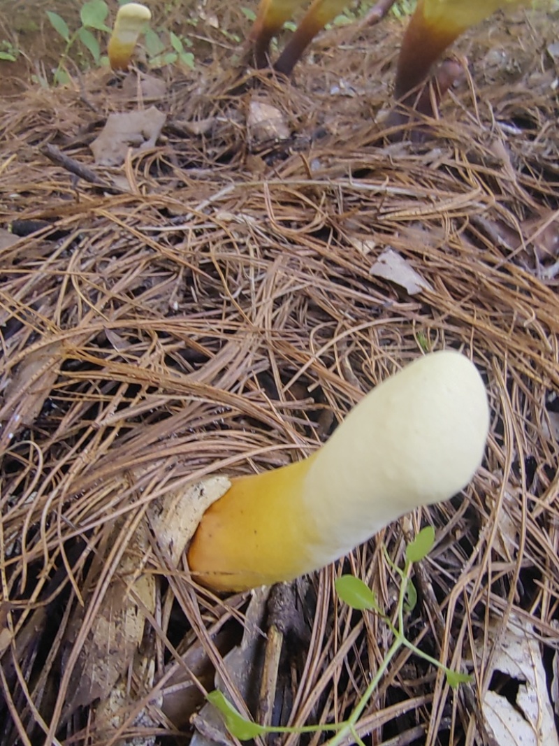 灵芝芽，基地直发，大量有货，欢迎各位老板咨询采购