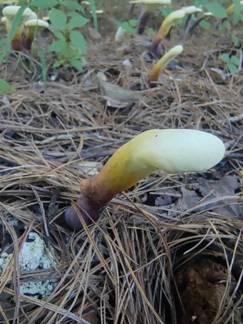 灵芝芽，基地直发，大量有货，欢迎各位老板咨询采购
