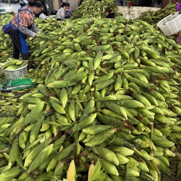 廉江市玉米