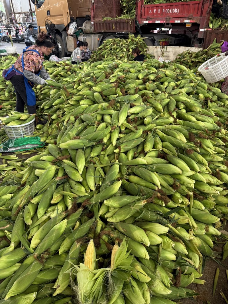 廉江市玉米