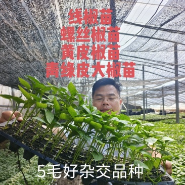辣椒苗杂了种果型大膨果速度快粗7厘米果重350克耐热耐寒