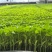 辣椒苗杂了种果型大膨果速度快粗7厘米果重350克耐热耐寒