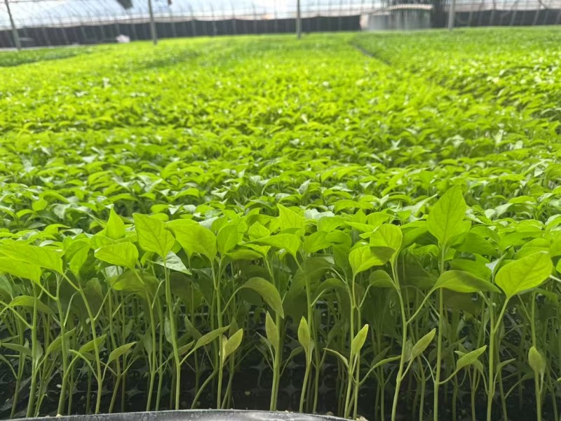 辣椒苗杂了种果型大膨果速度快粗7厘米果重350克耐热耐寒