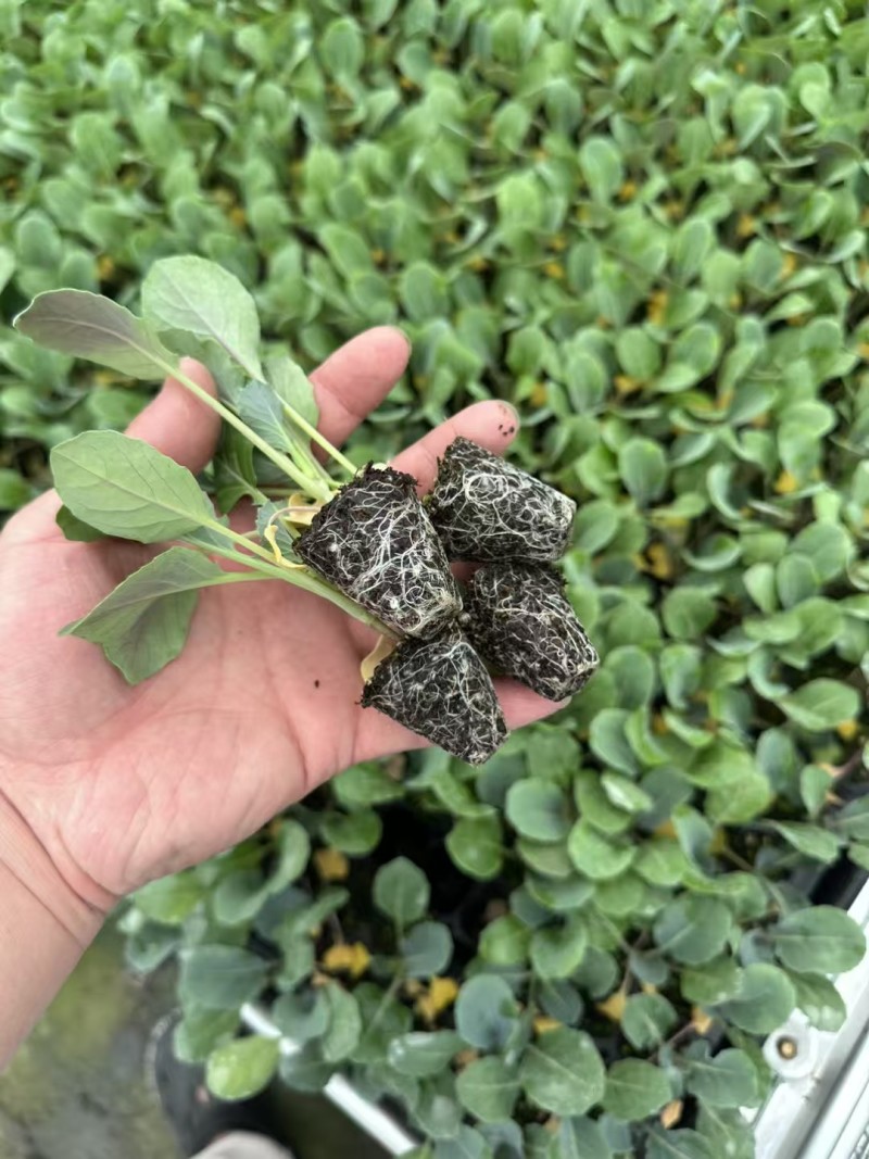 辣椒苗杂了种果型大膨果速度快粗7厘米果重350克耐热耐寒