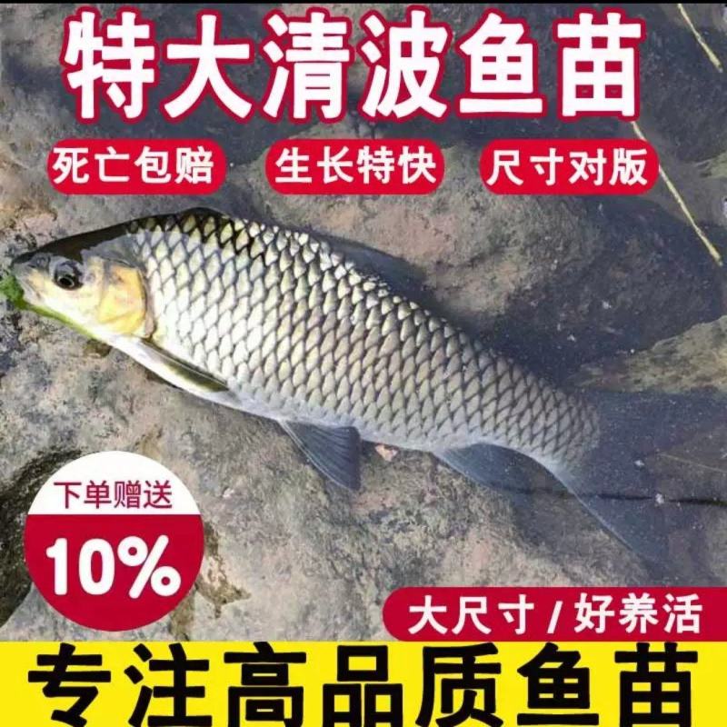 清波鱼苗中华倒刺鲃水中珍品抗病能力强市场价值高