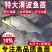 清波鱼苗中华倒刺鲃水中珍品抗病能力强市场价值高