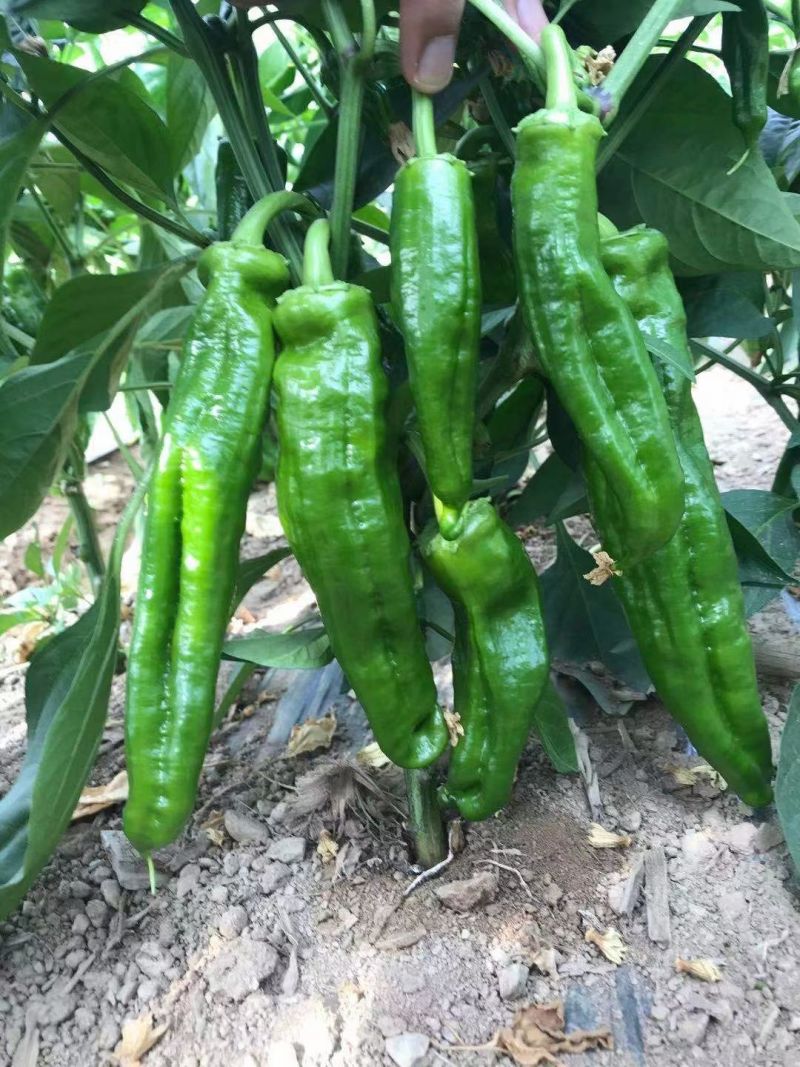 辣椒苗杂了种果型大膨果速度快粗7厘米果重350克耐热耐寒