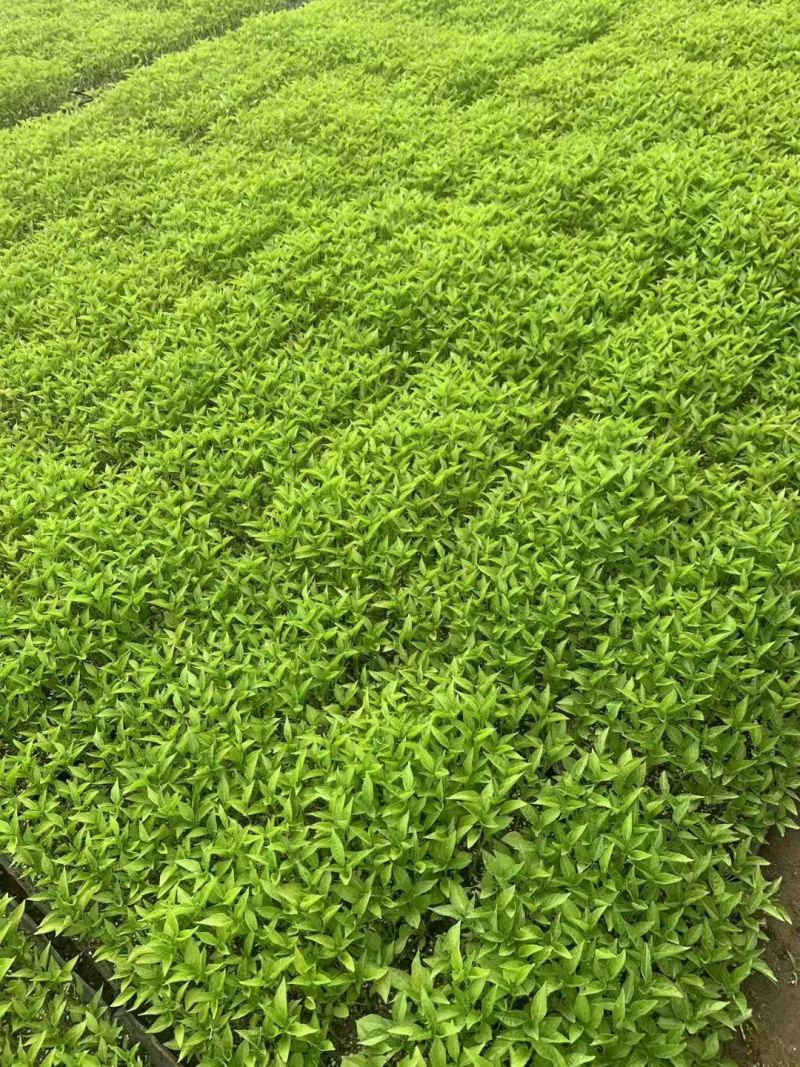 辣椒苗杂了种果型大膨果速度快粗7厘米果重350克耐热耐寒