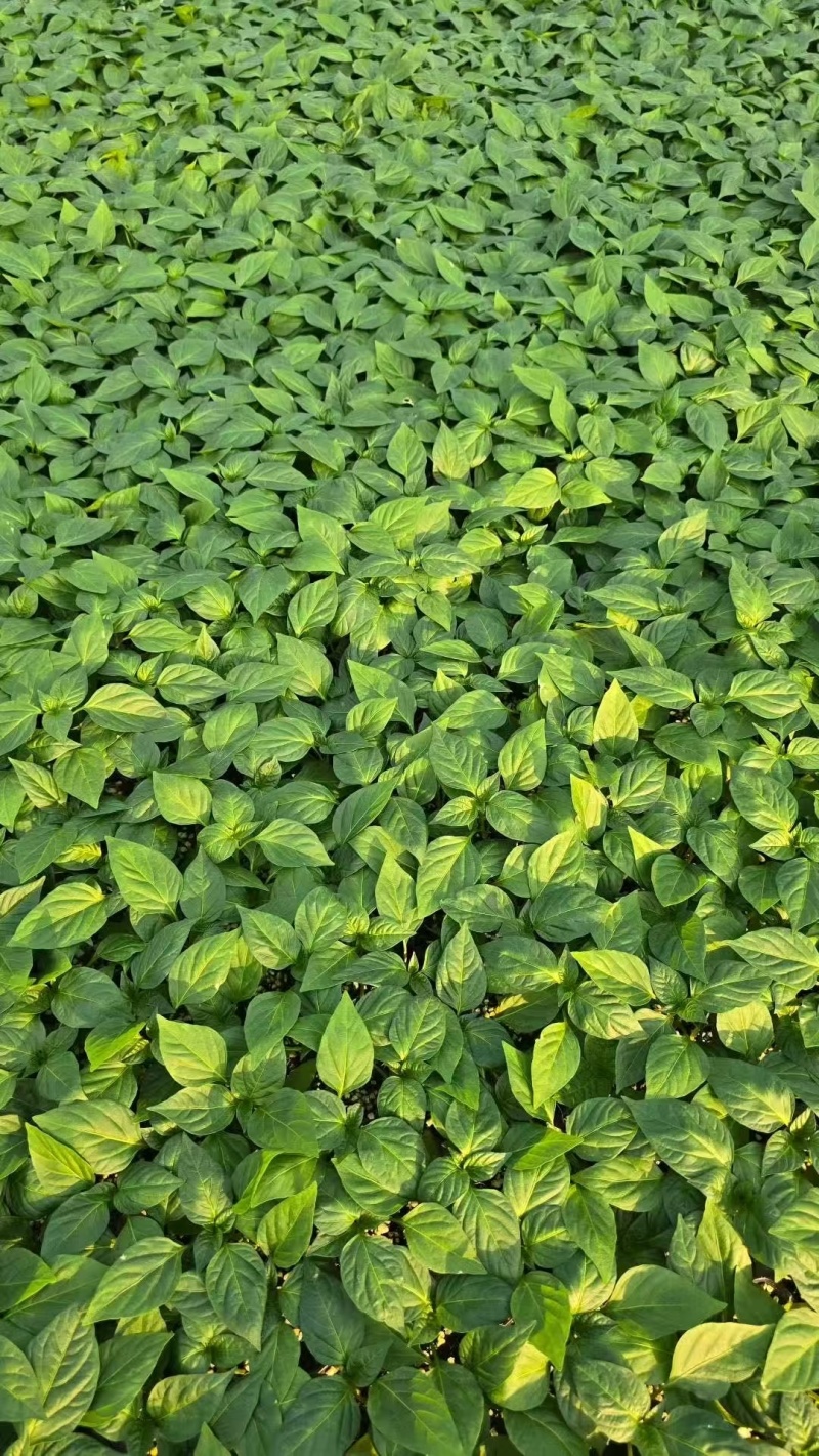 辣椒苗杂了种果型大膨果速度快粗7厘米果重350克耐热耐寒