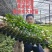 辣椒苗杂了种果型大膨果速度快粗7厘米果重350克耐热耐寒