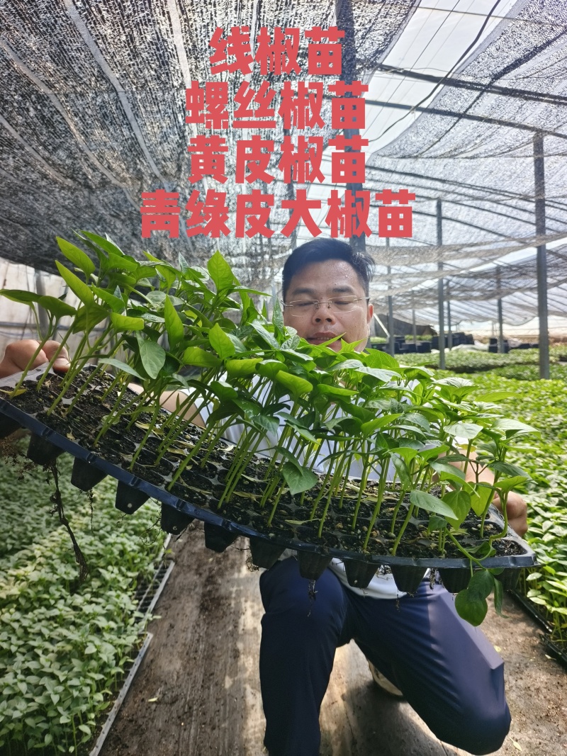 辣椒苗杂了种果型大膨果速度快粗7厘米果重350克耐热耐寒