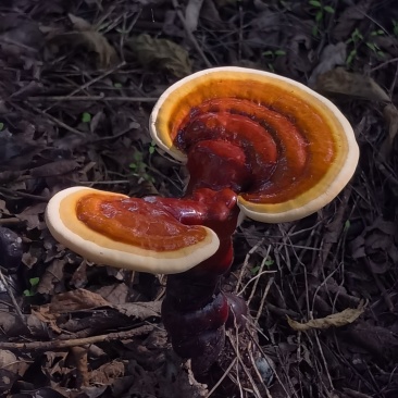 白肉灵芝(云南高原特色灵芝)，肉质细腻且白润，无污染