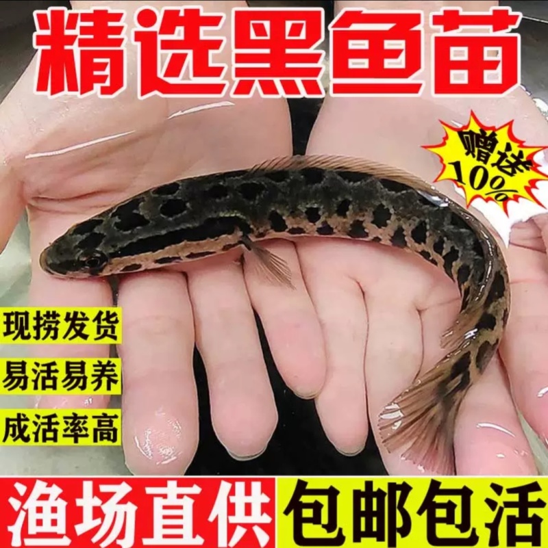 【推荐】黑鱼苗生长速度快抗病能力强基地直销