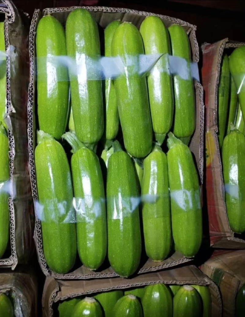 精品西葫芦大量上市一手货源价格美丽欢迎全国老板选购