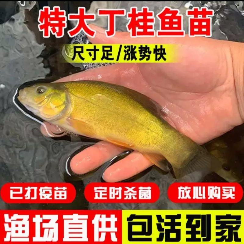 【精选】丁桂鱼苗抗病能力强成活率高耐低氧生长快
