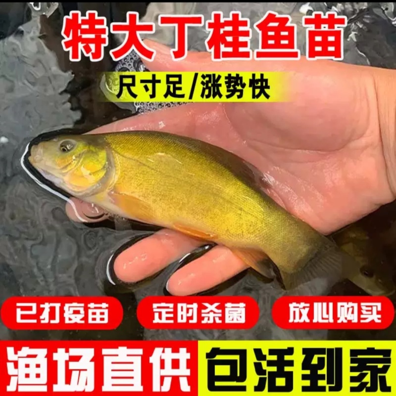 【精选】丁桂鱼苗抗病能力强成活率高耐低氧生长快