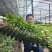 辣椒苗杂了种果型大膨果速度快粗7厘米果重350克耐热耐寒