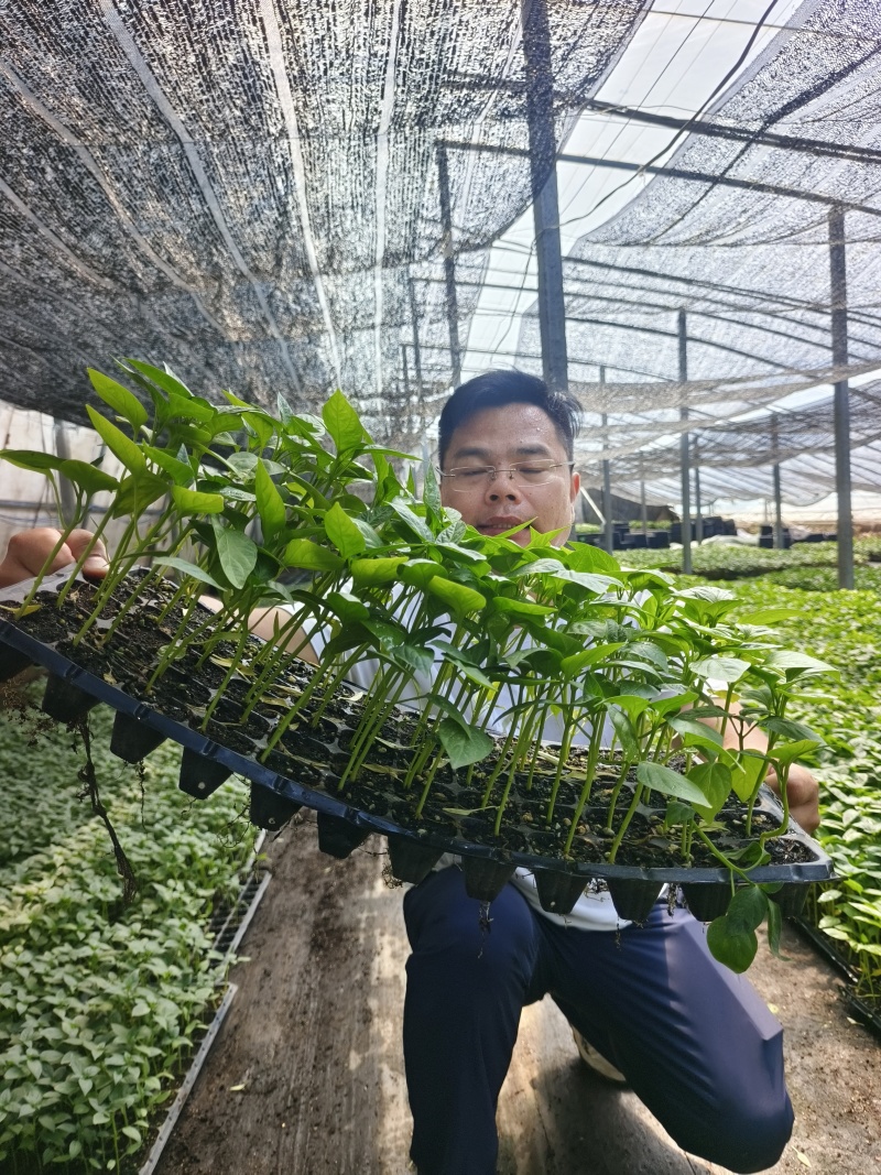 辣椒苗杂了种果型大膨果速度快粗7厘米果重350克耐热耐寒