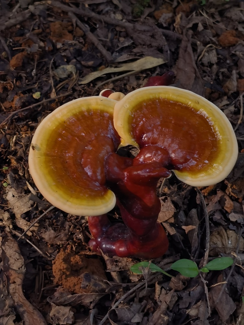 白肉灵芝(云南高原特色灵芝)，肉质细腻且白润，无污染