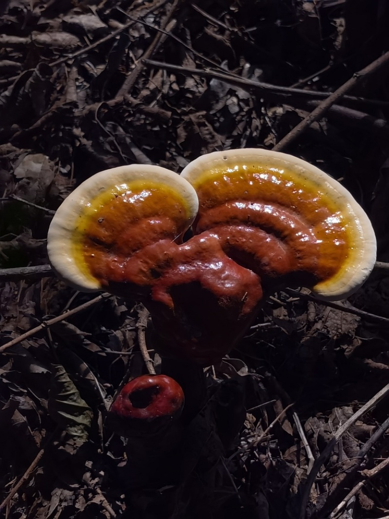 白肉灵芝(云南高原特色灵芝)，肉质细腻且白润，无污染