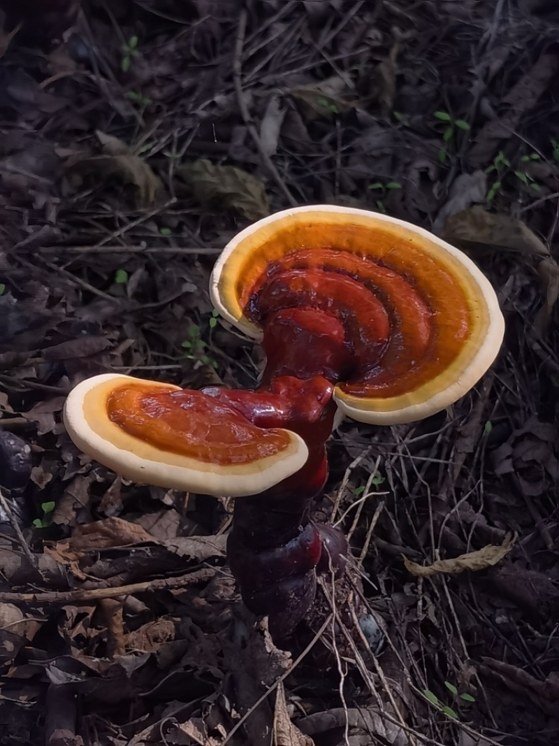 白肉灵芝(云南高原特色灵芝)，肉质细腻且白润，无污染