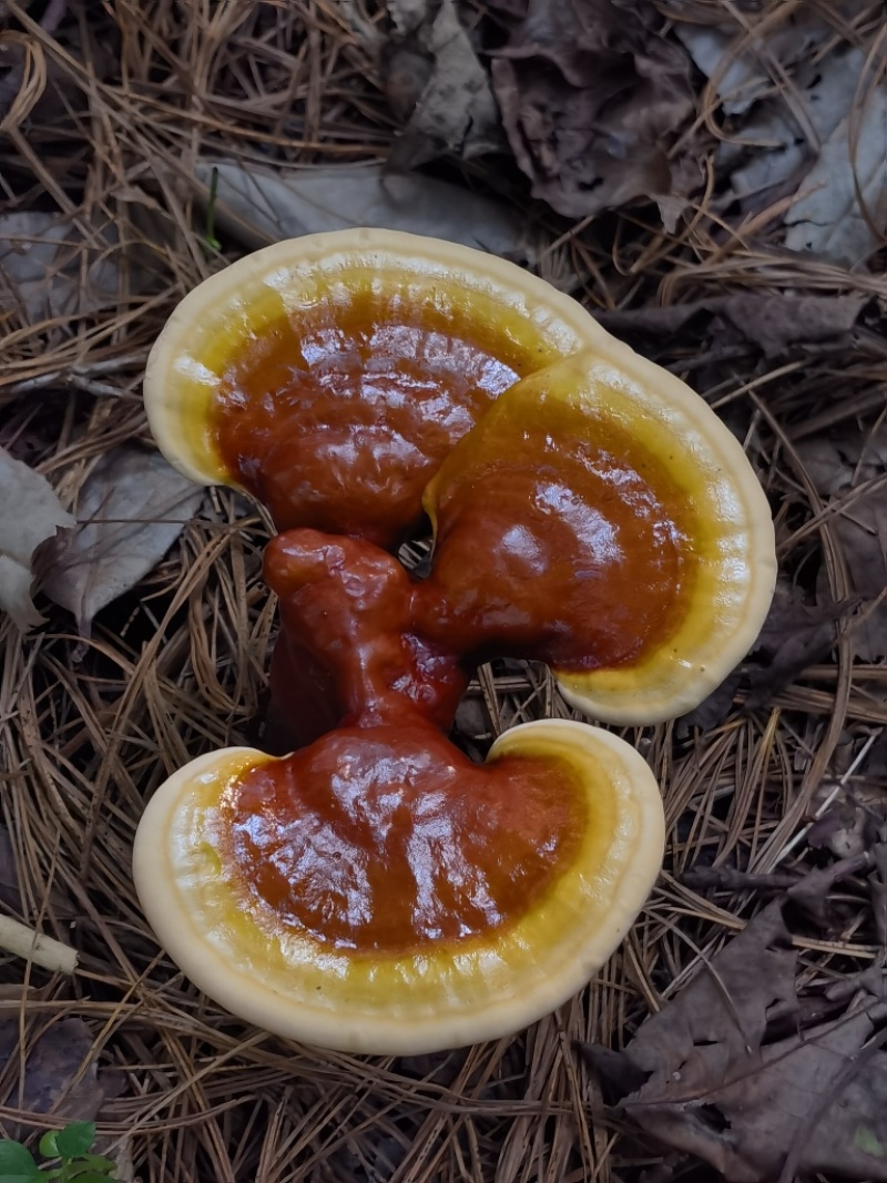 白肉灵芝(云南高原特色灵芝)，肉质细腻且白润，无污染