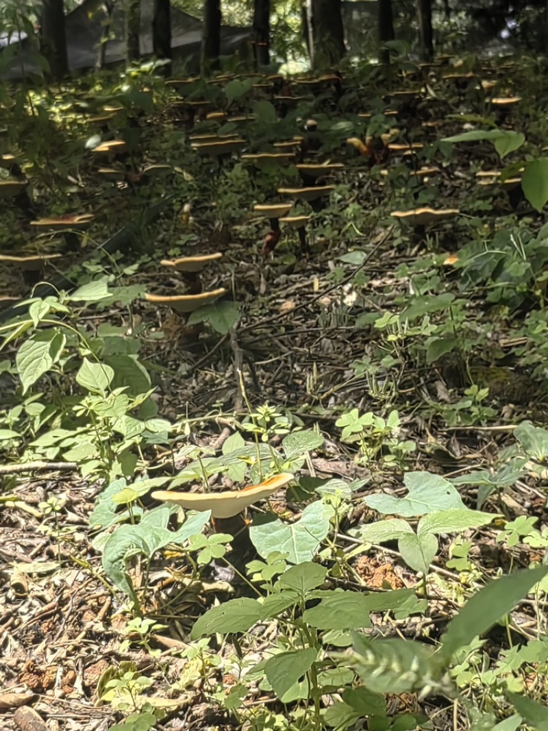 白肉灵芝(云南高原特色灵芝)，肉质细腻且白润，无污染