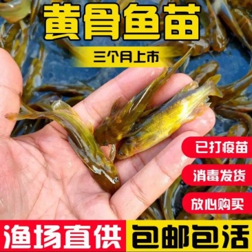 黄骨鱼苗成活率高抗病力强基地直销提供技术指导