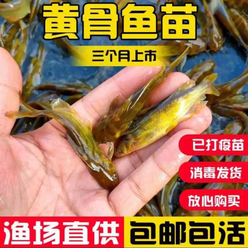 黄骨鱼苗成活率高抗病力强基地直销提供技术指导