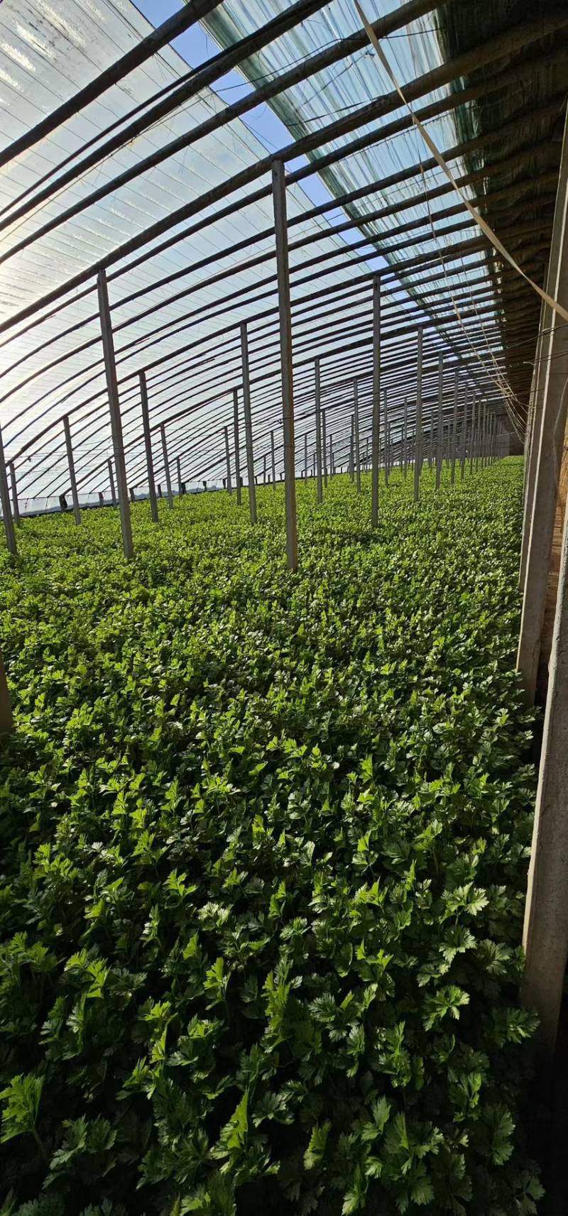 精品西葫芦大量上市一手货源价格美丽欢迎全国老板选购