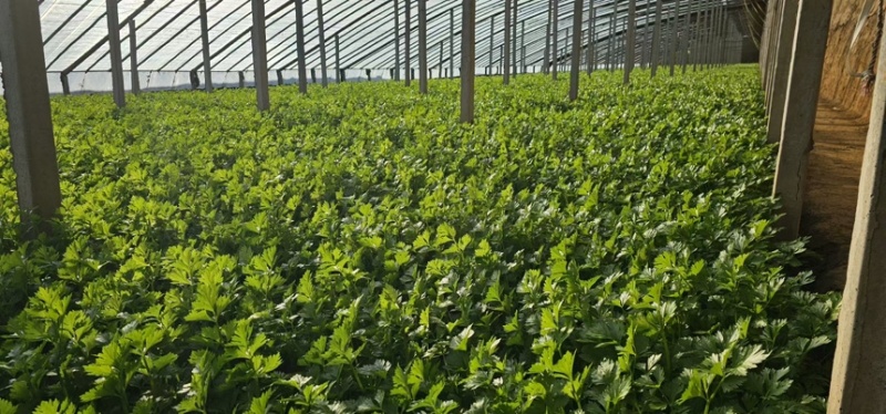 山东西葫芦大量上市产地植发价格美丽欢迎老板拿货