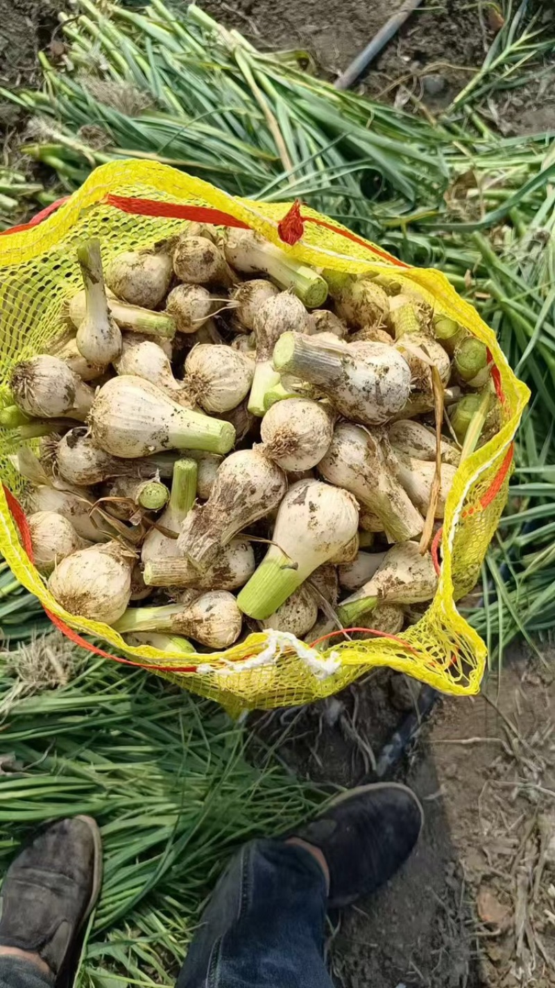 吉林青蒜大量有货保质保量量大从优可对接商超市场