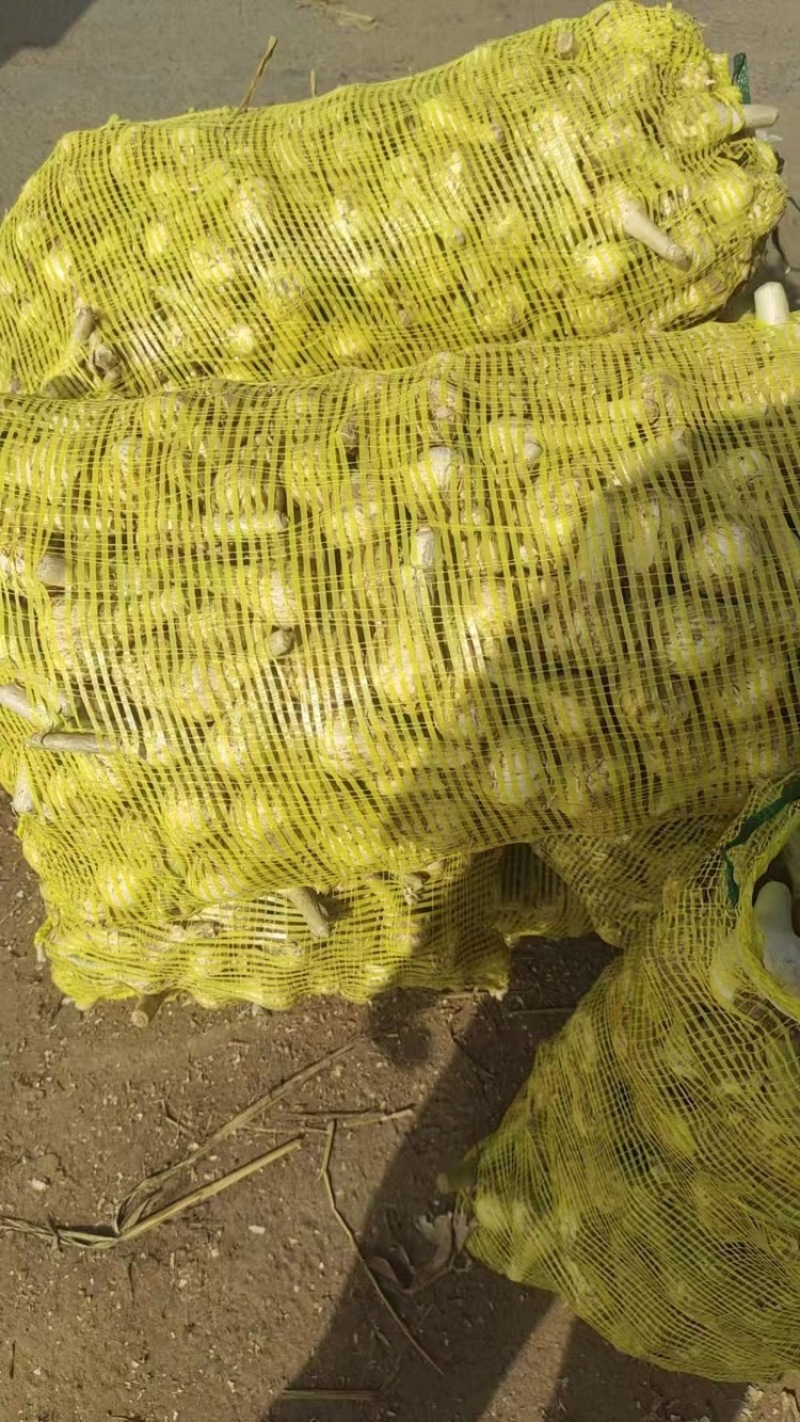 吉林青蒜大量有货保质保量量大从优可对接商超市场