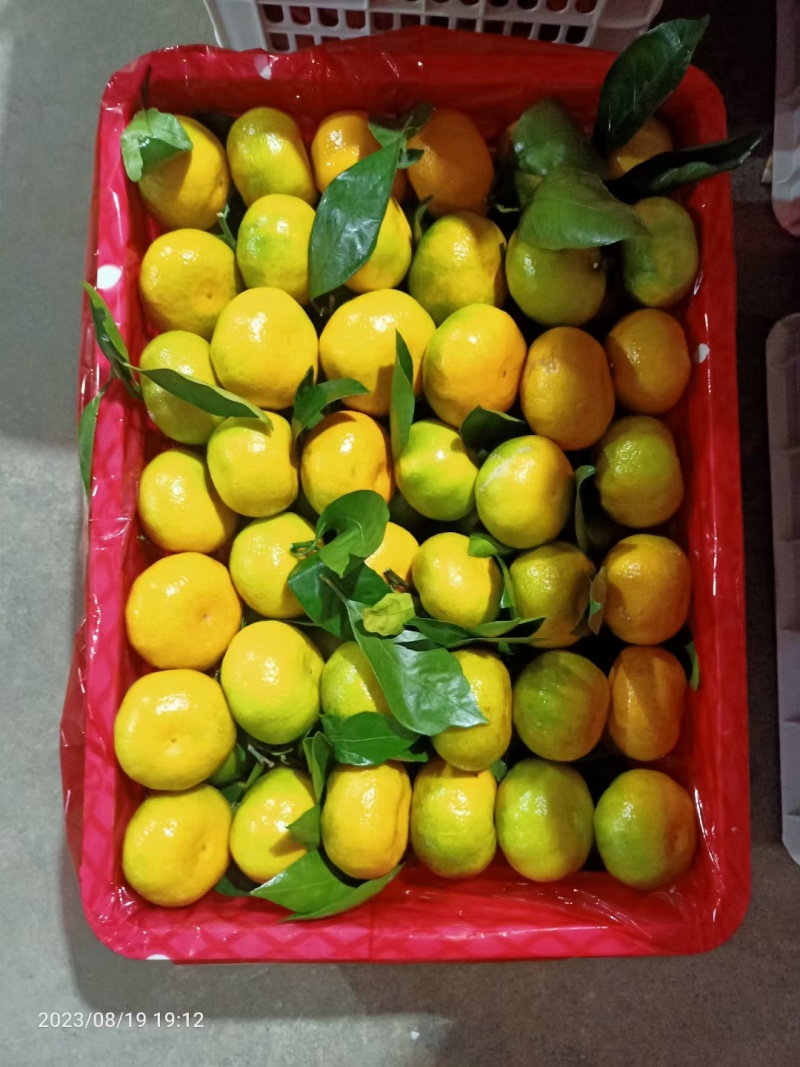 云南蜜橘对接电商，社区，市场，出口贸易，产地一手货源