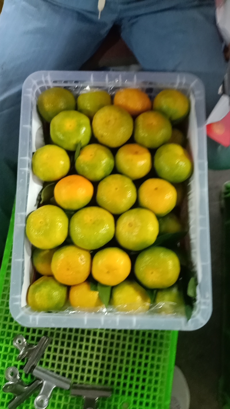 云南蜜橘对接电商，社区，市场，出口贸易，产地一手货源