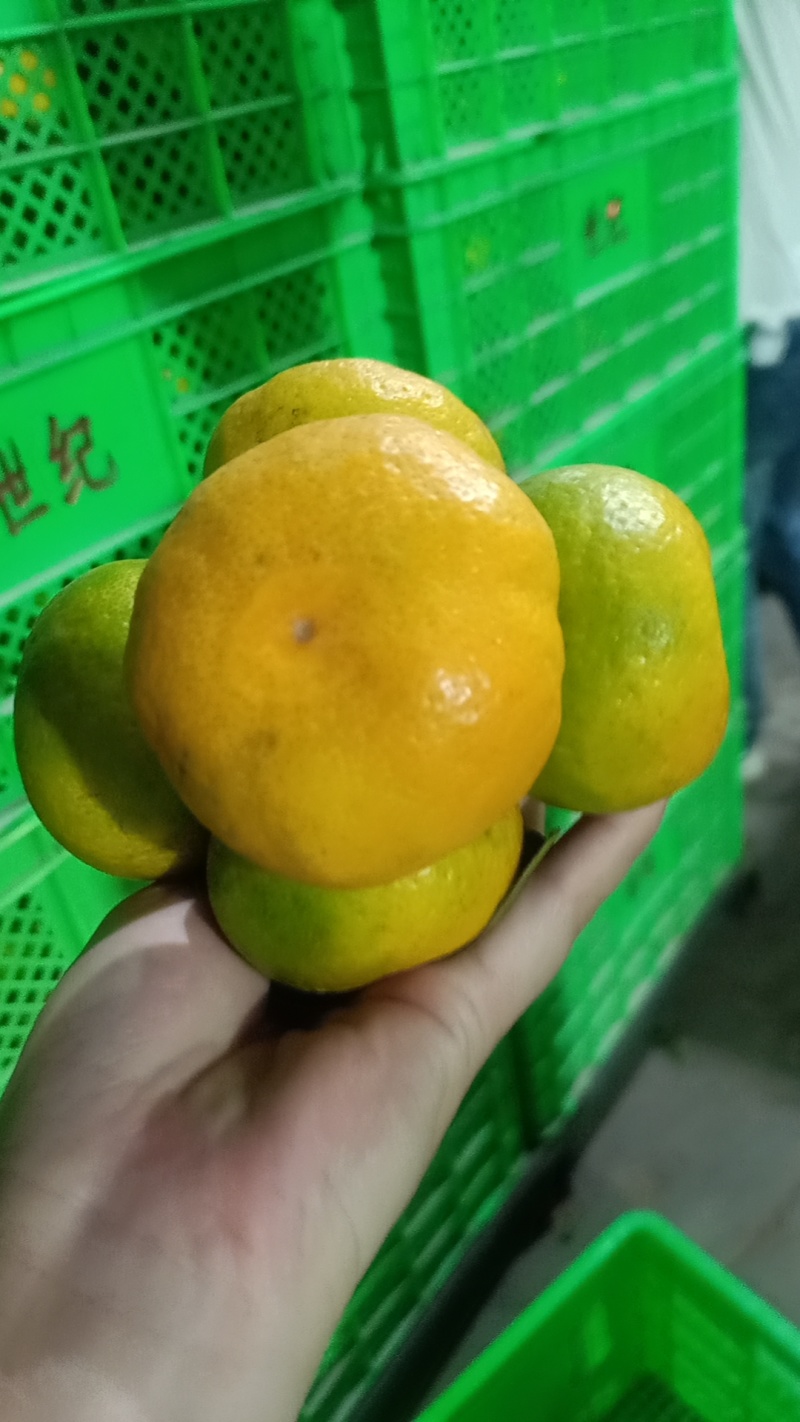 云南蜜橘对接电商，社区，市场，出口贸易，产地一手货源