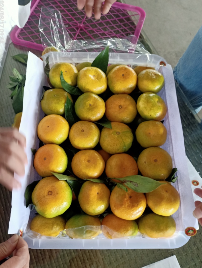 云南蜜橘对接电商，社区，市场，出口贸易，产地一手货源