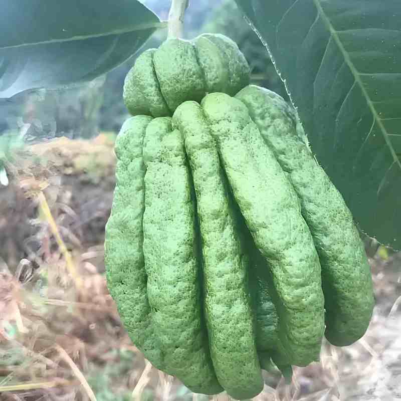高山佛手柑，名特新农产，鲜果，观赏，苗莆