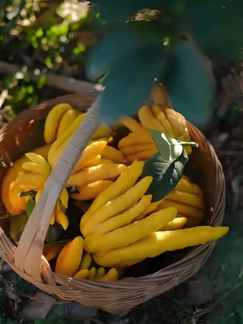 高山佛手柑，名特新农产，鲜果，观赏，苗莆