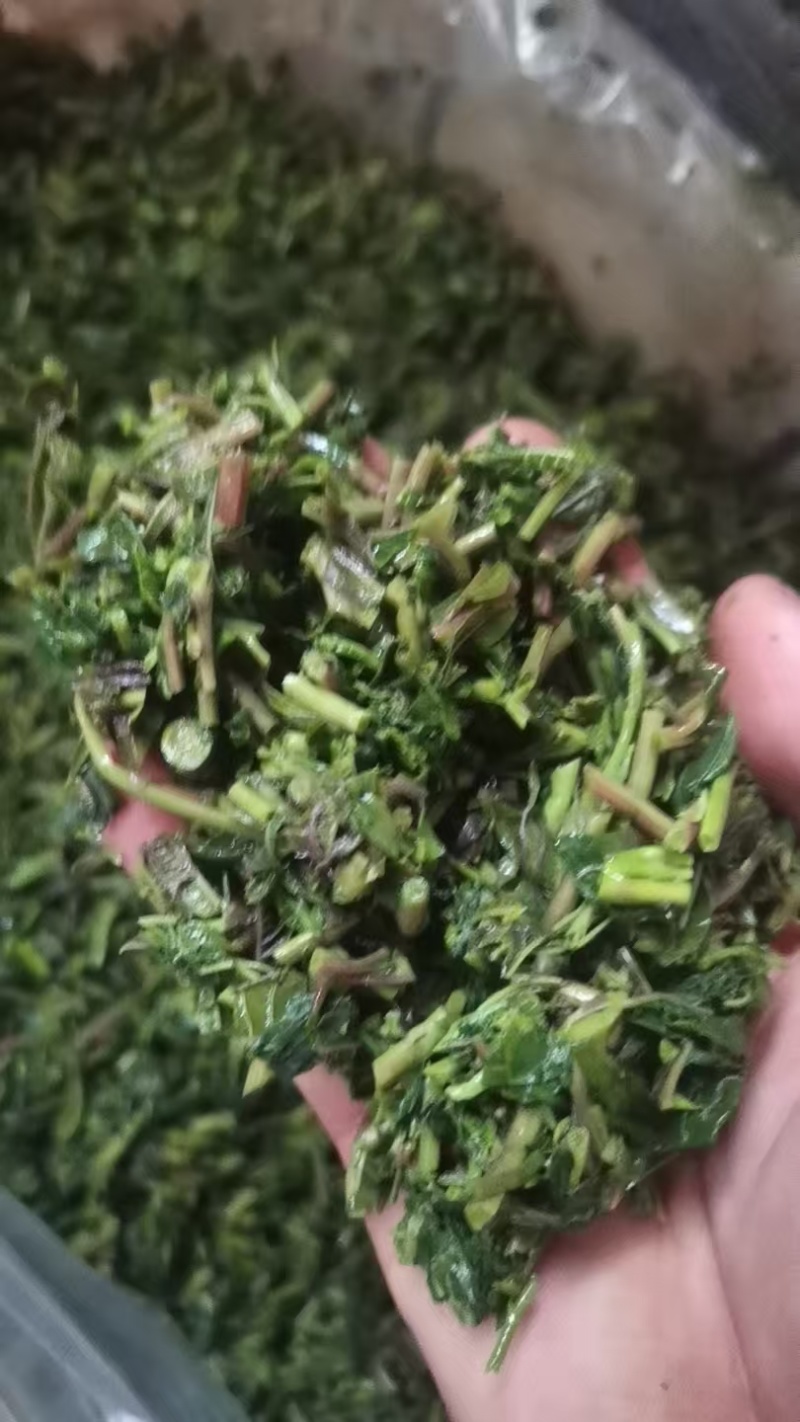 腌制香椿、做酱、一手货源、欢迎选购！电商、